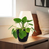 A Chinese Money Plant (Pilea peperomioides) on a wooden bedside table beside a glowing lamp, with cozy bedroom decor in the background.