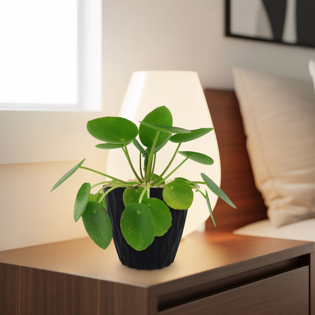 A Chinese Money Plant (Pilea peperomioides) on a wooden bedside table beside a glowing lamp, with cozy bedroom decor in the background.