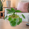 Chinese Money Plant (Pilea peperomioides) with round green leaves in a light green pot on a wooden table, sofa and pink pillow behind.