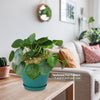 Chinese Money Plant ‘Pilea peperomioides’