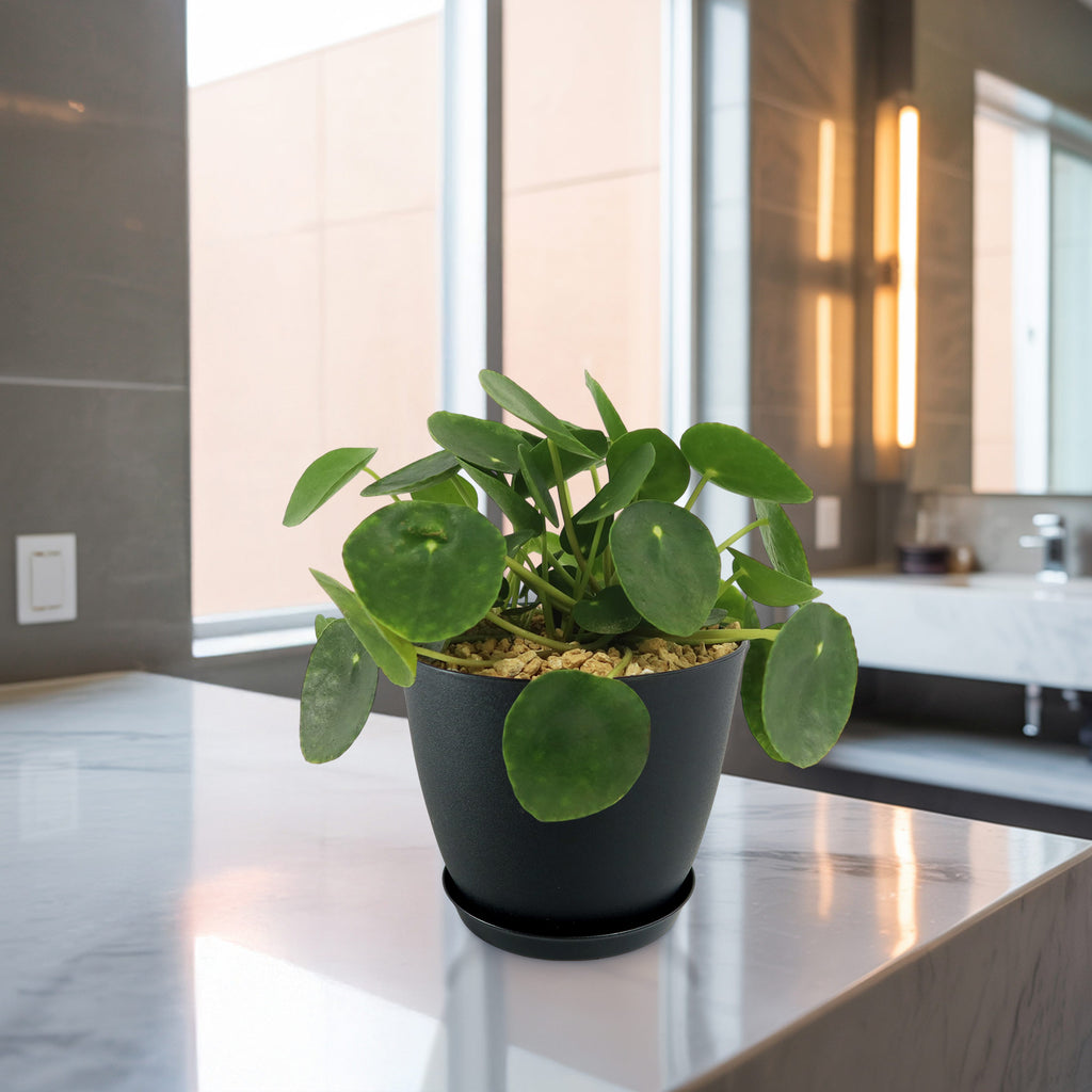 patrol_placeholder_a6ead9acc5af34cb22c78a05ed144ef7