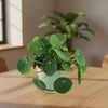 Chinese Money Plant ‘Pilea peperomioides’