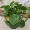 Chinese Money Plant ‘Pilea peperomioides’