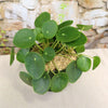 Chinese Money Plant ‘Pilea peperomioides’