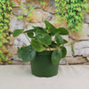 Chinese Money Plant ‘Pilea peperomioides’