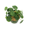 Chinese Money Plant ‘Pilea peperomioides’