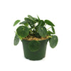 Chinese Money Plant ‘Pilea peperomioides’