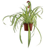 Spider Plant ‘Chlorophytum comosum’
