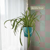 Spider Plant ‘Chlorophytum comosum’