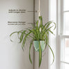Spider Plant ‘Chlorophytum comosum’