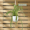 Spider Plant ‘Chlorophytum comosum’