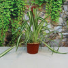 Spider Plant ‘Chlorophytum comosum’