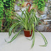 Spider Plant ‘Chlorophytum comosum’
