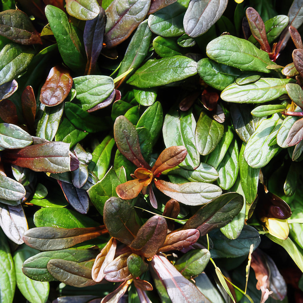 Chocolate Chip ‘Ajuga’