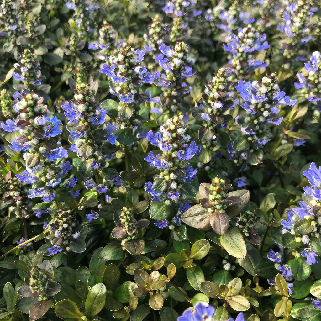 Chocolate Chip ‘Ajuga’
