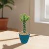Cholla Cactus (Cylindropuntia imbricata) in a blue pot with pebbles on a light wood table, blurred plant and window in background.
