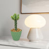 Cholla Cactus (Cylindropuntia imbricata) in a green pot on a white surface, next to a lit white lamp; framed art in the background.