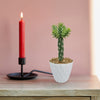 Cholla Cactus (Cylindropuntia imbricata) in a white textured pot on a wooden table with a lit red candle, against a pink wall.
