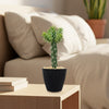 Cholla Cactus (Cylindropuntia imbricata) in a black textured pot on a wooden bedside table, with softly lit bed and white pillows behind.