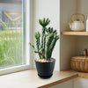 Cholla Cactus with spiky green stems in a pot on a sunny windowsill, next to a shelf with a wicker basket and teapot.