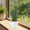 A Cholla Cactus in a white pot sits on a wooden windowsill beside another plant, with bright greenery outside the sunlit window.