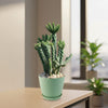 Cholla Cactus (Cylindropuntia imbricata) with green stems in a pot on a light desk by a window, sunlight filtering through.