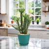 Cholla Cactus (Cylindropuntia imbricata) in a blue pot sits on a marble kitchen counter, near windows and other potted plants.