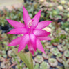 Christmas Cactus &