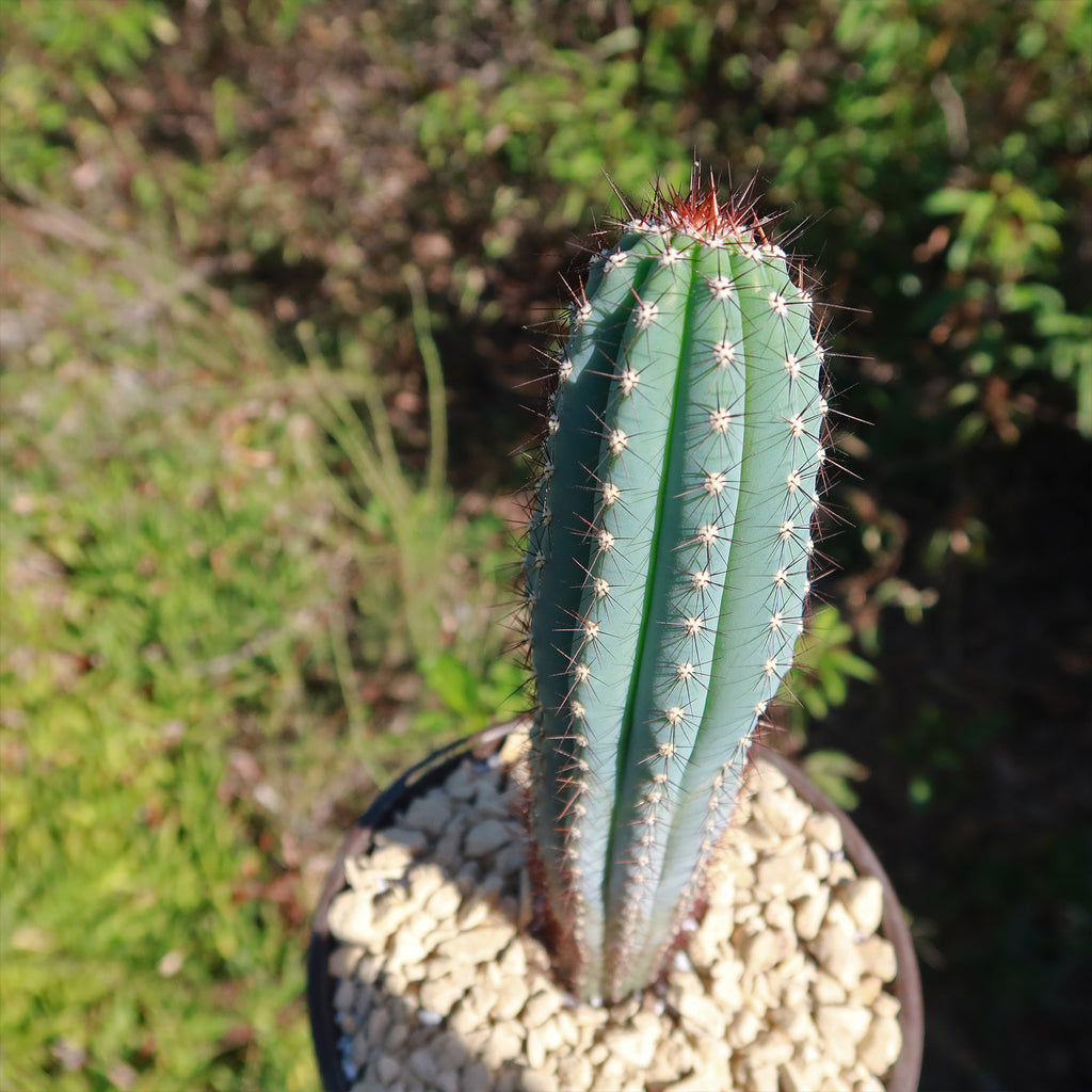 Cipocereus bradei