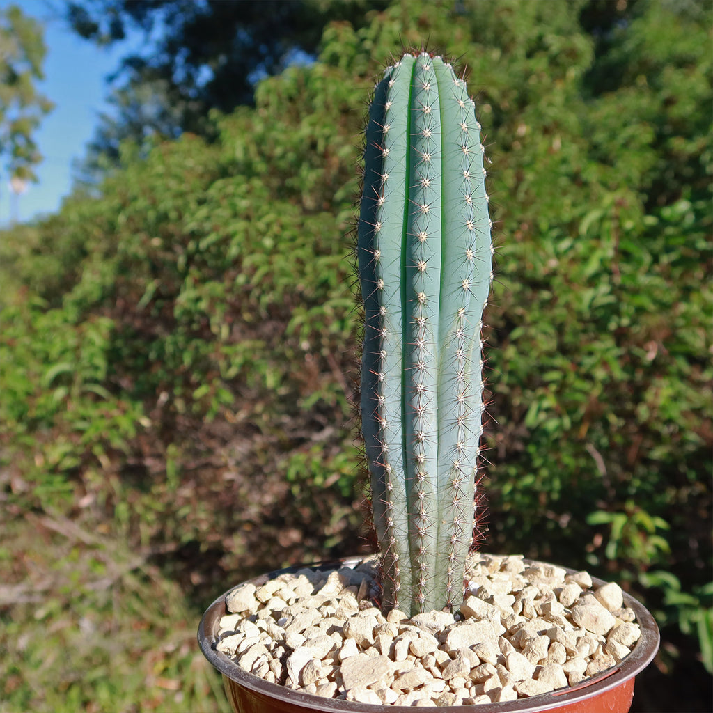 Cipocereus bradei