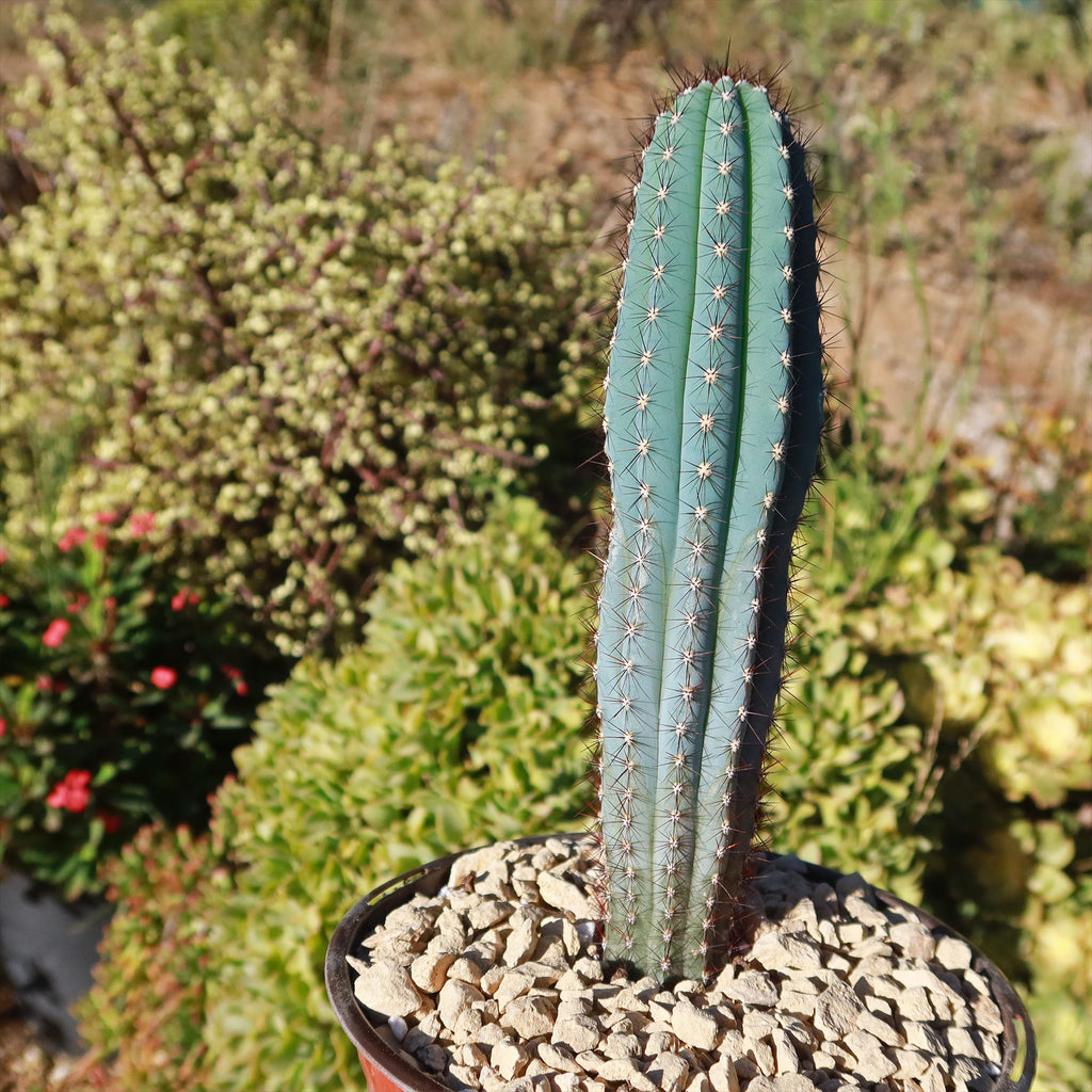 Cipocereus bradei