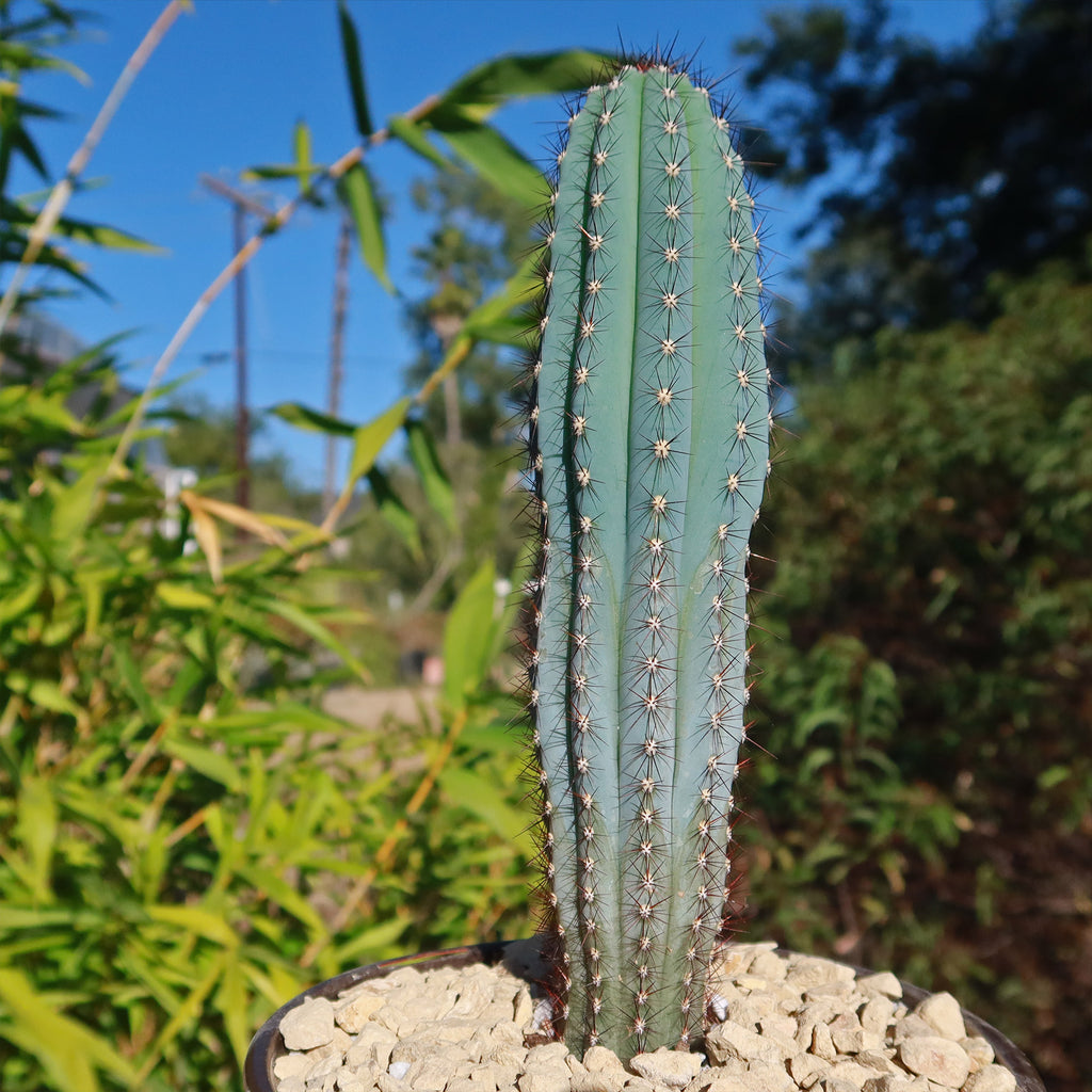 Cipocereus bradei