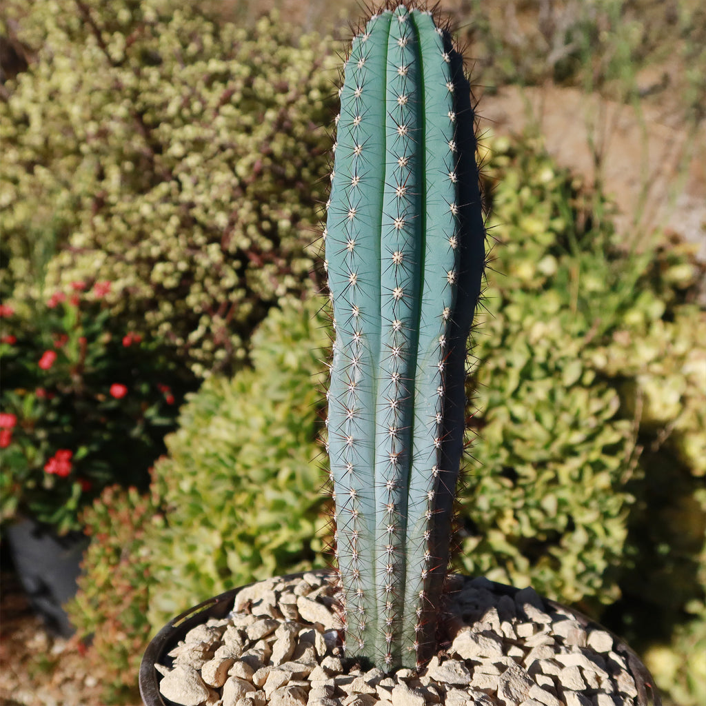 Cipocereus bradei