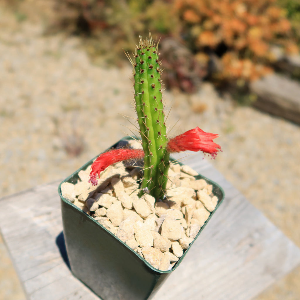 Cleistocactus Samaipatanus