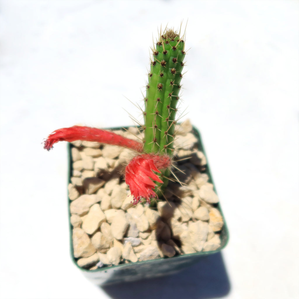 Cleistocactus Samaipatanus