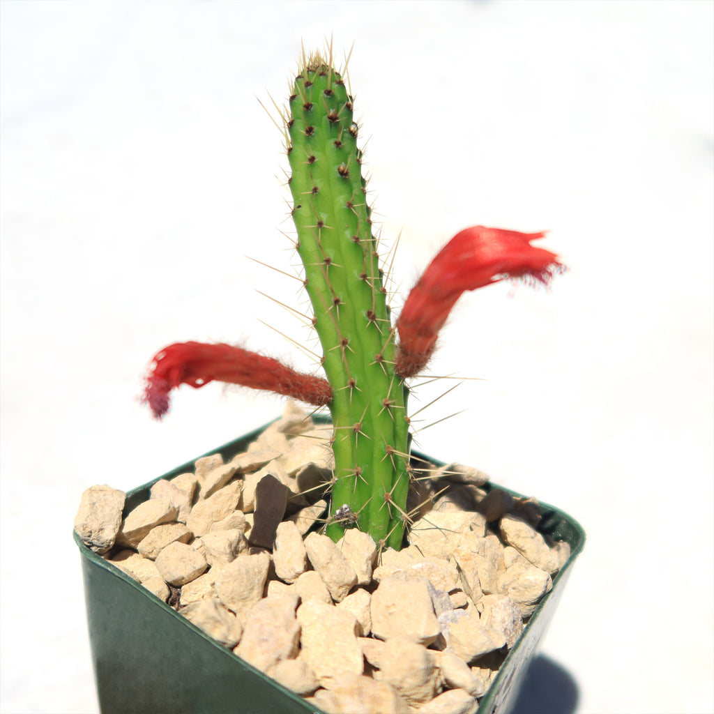 Cleistocactus Samaipatanus