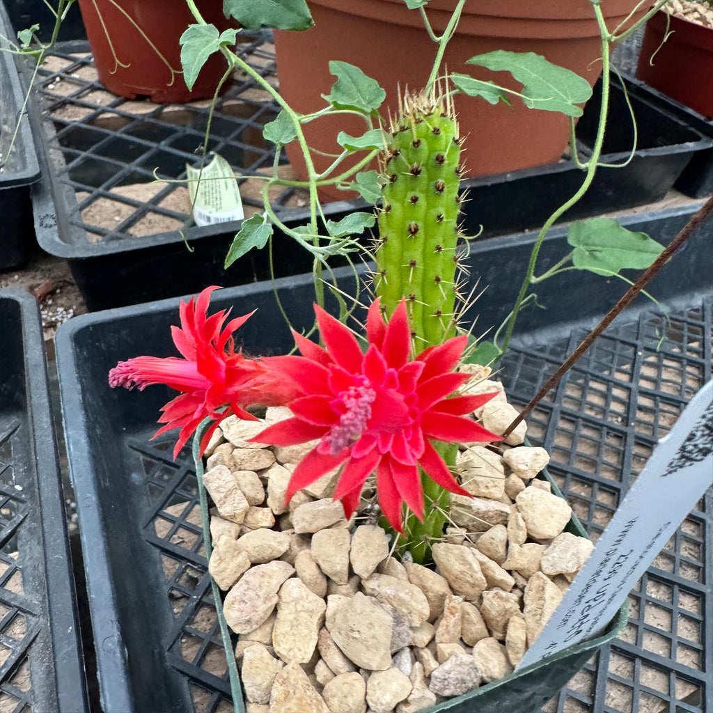 Cleistocactus Samaipatanus