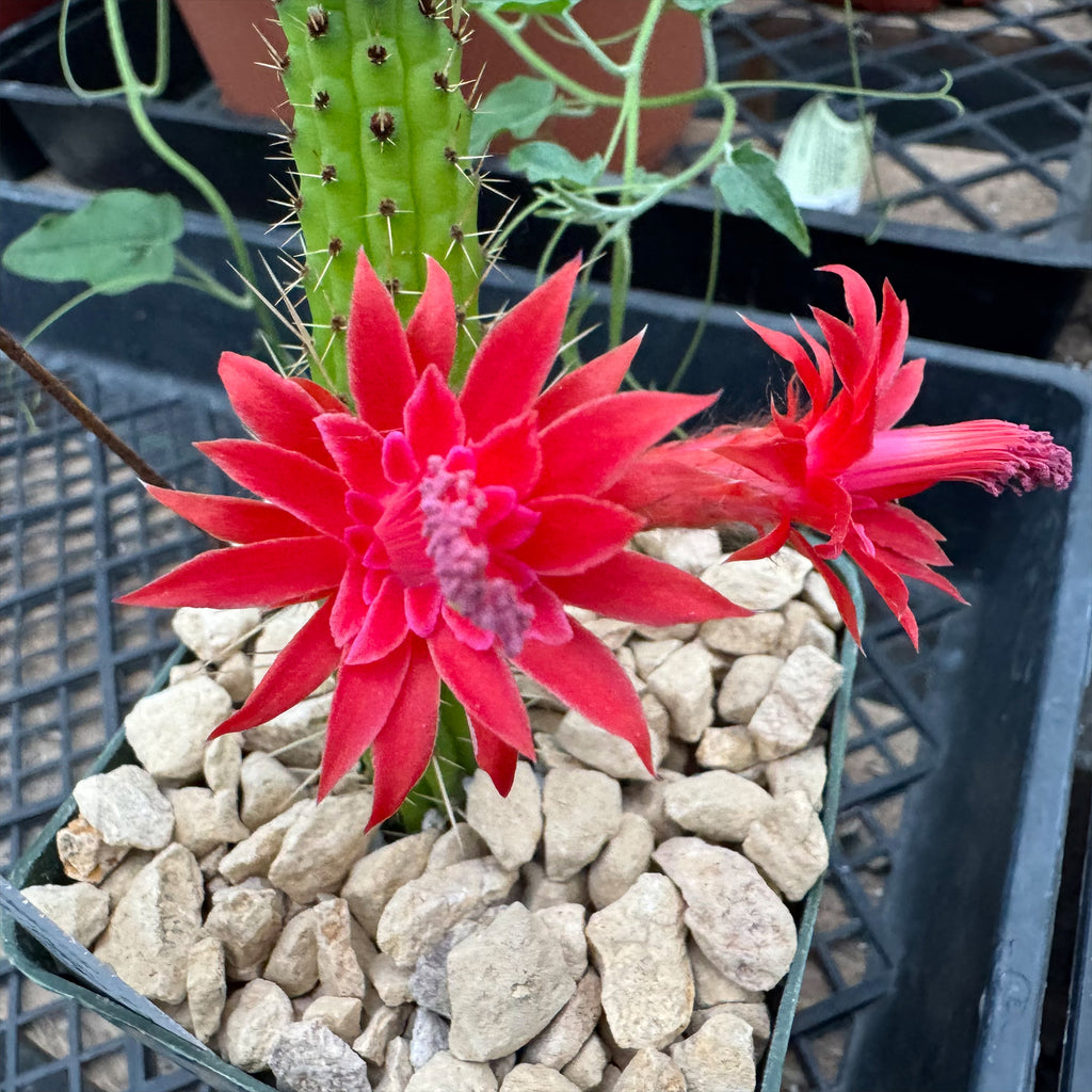 Cleistocactus Samaipatanus