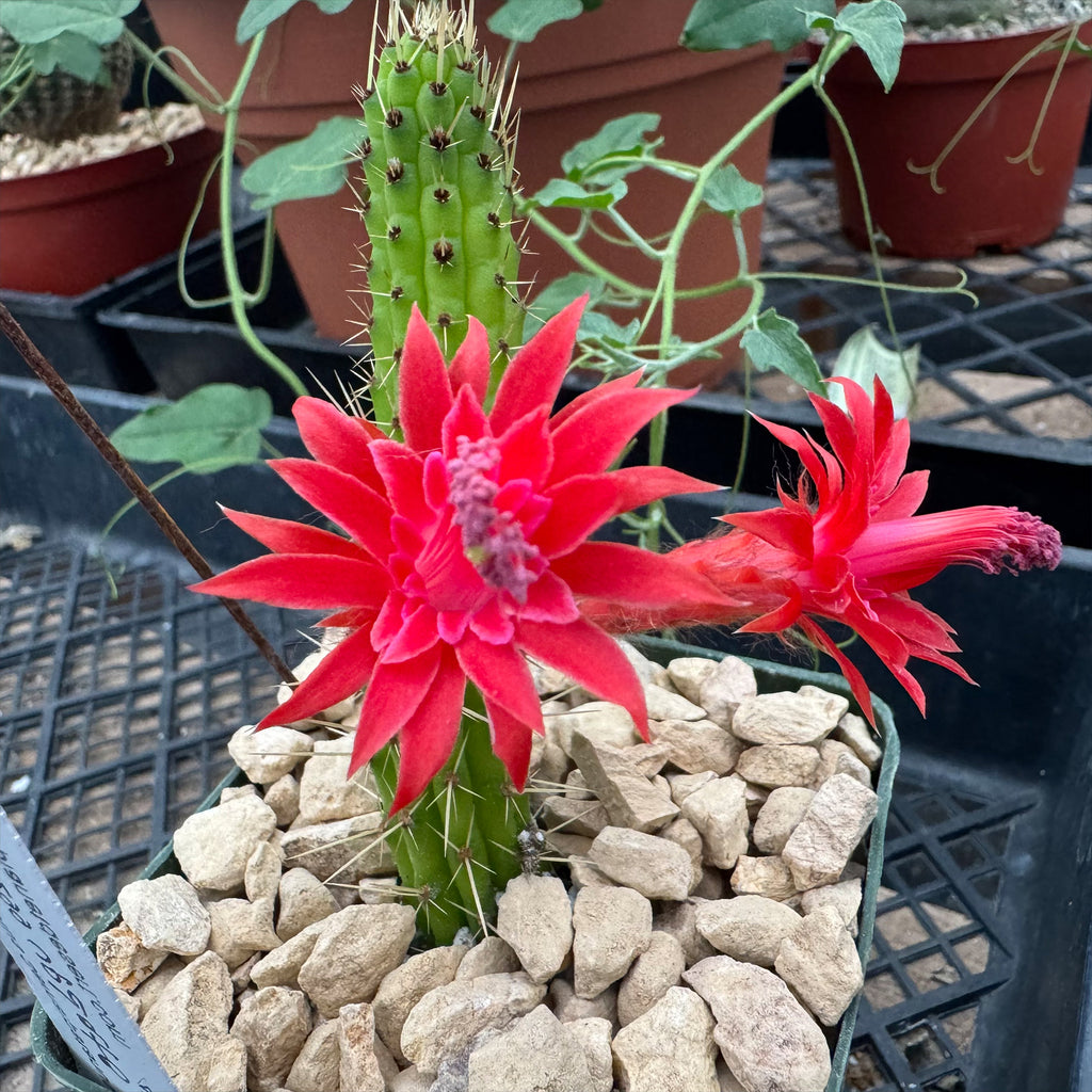 Cleistocactus Samaipatanus