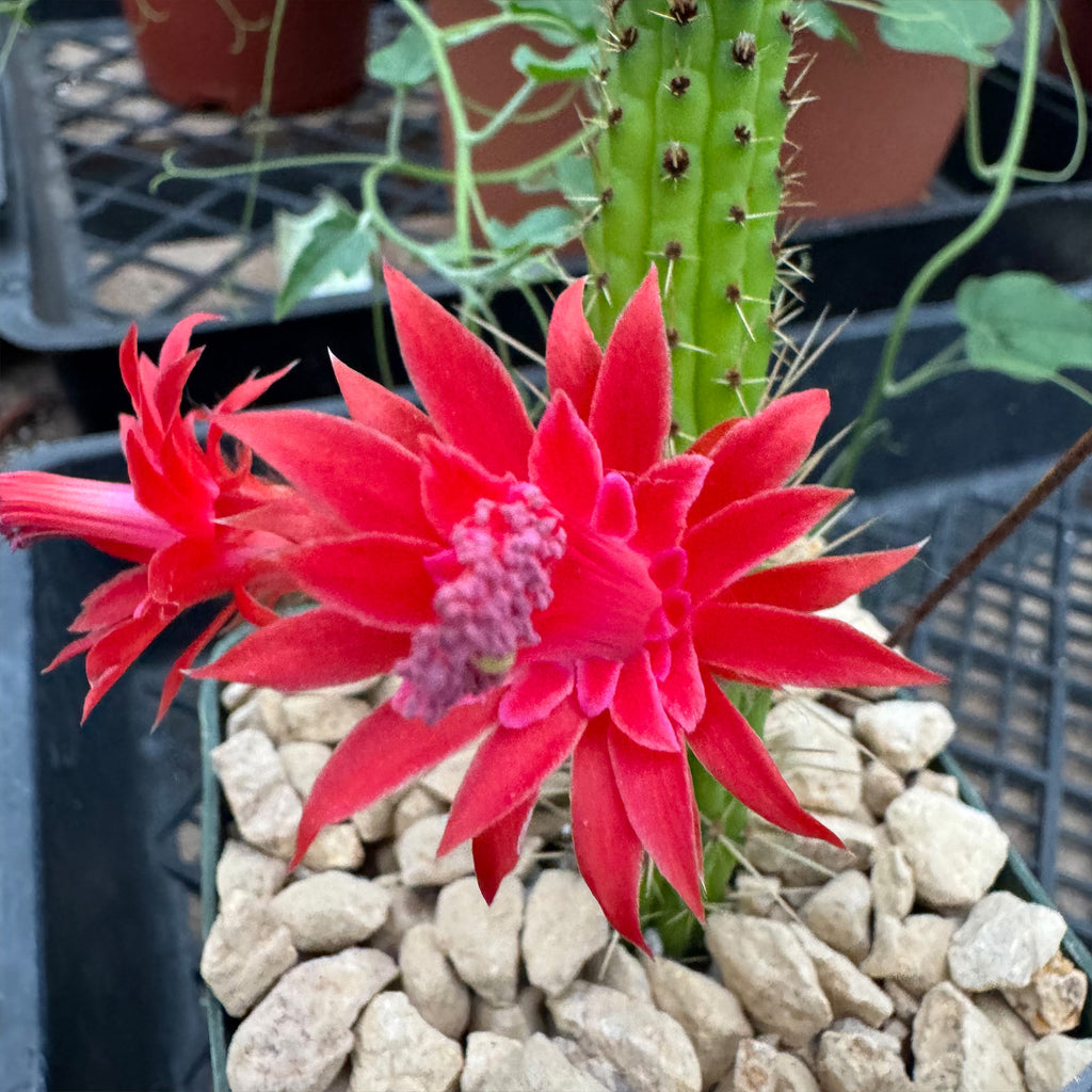 Cleistocactus Samaipatanus