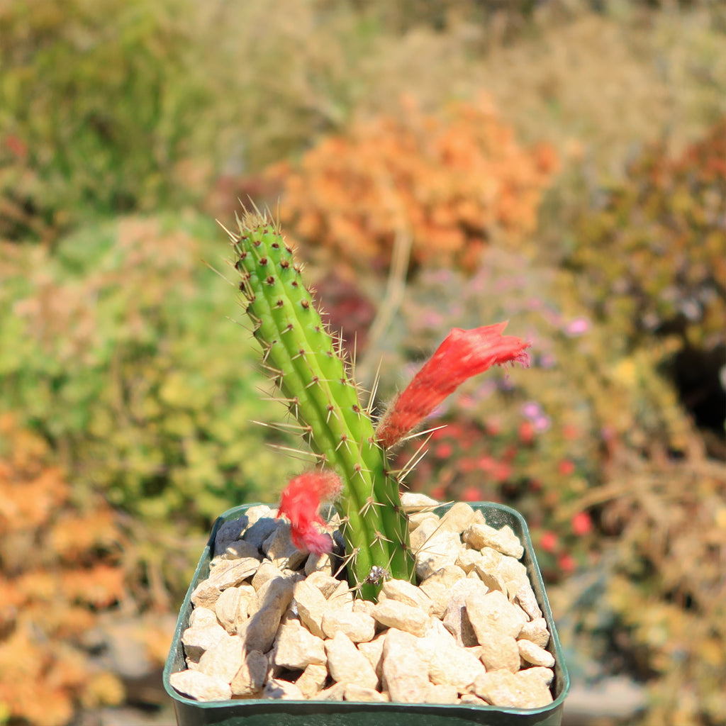 Cleistocactus Samaipatanus