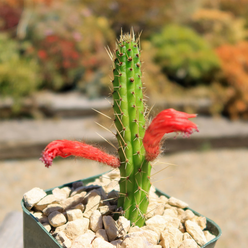 Cleistocactus Samaipatanus