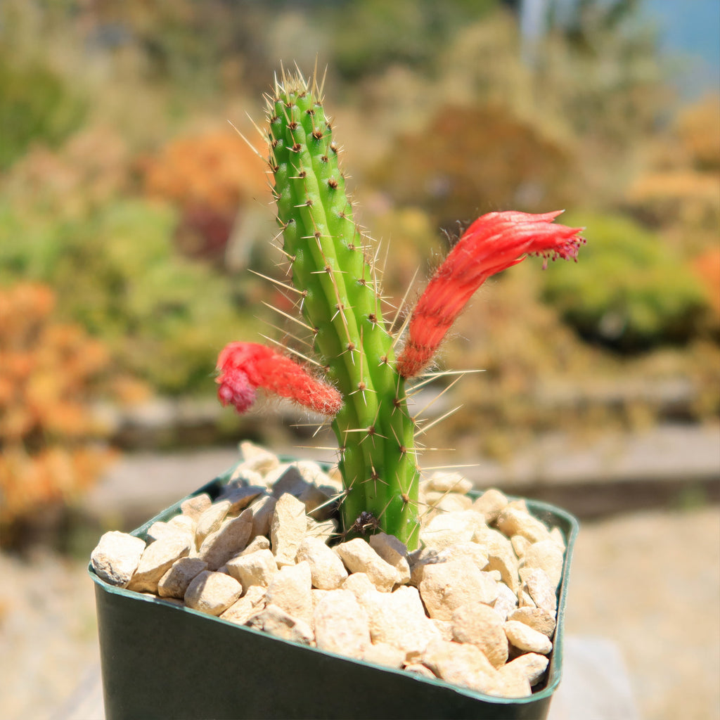 Cleistocactus Samaipatanus