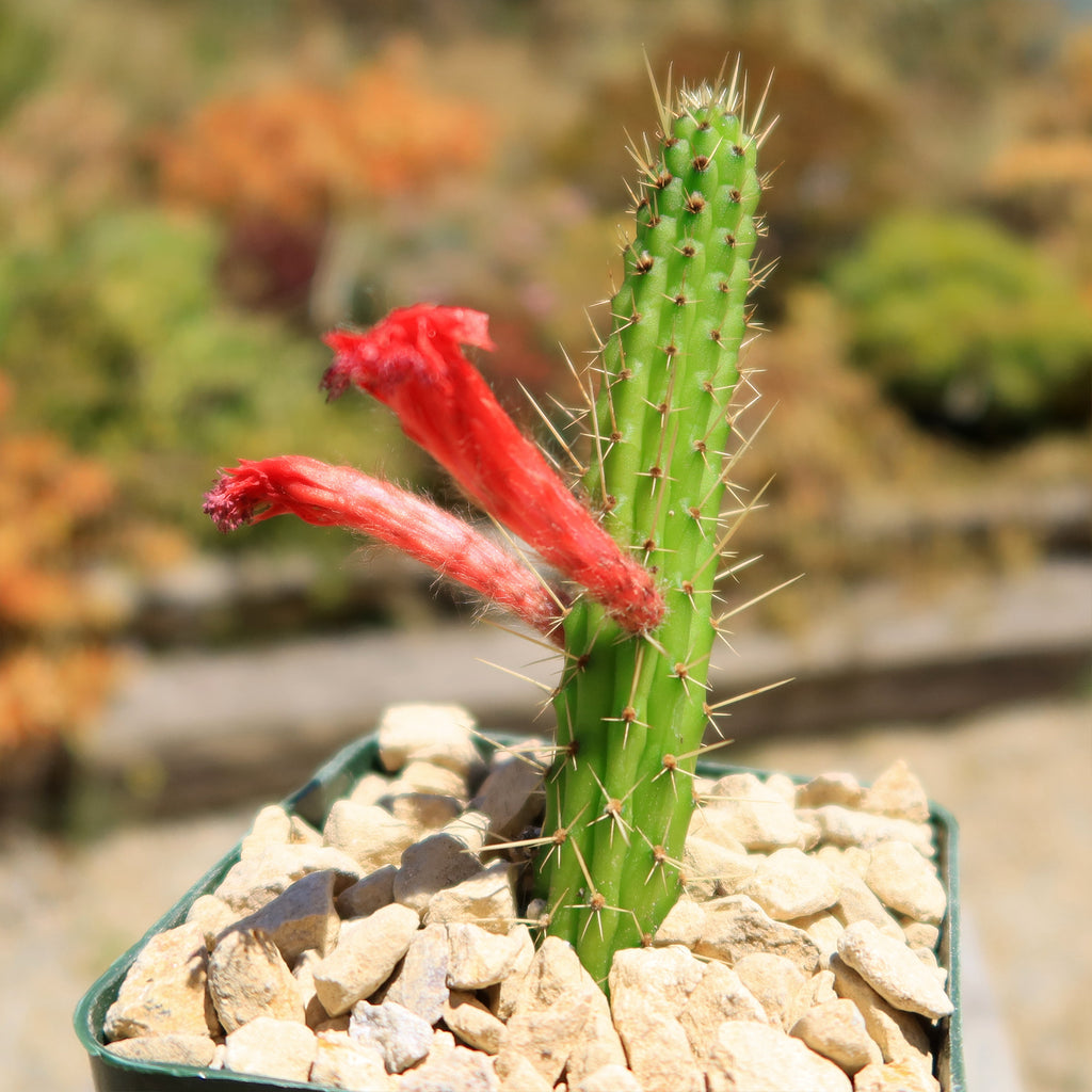 Cleistocactus Samaipatanus
