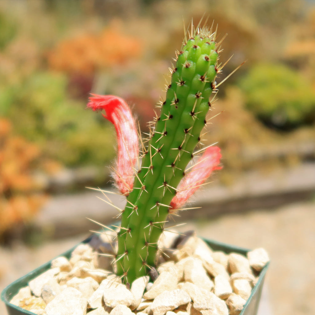 Cleistocactus Samaipatanus
