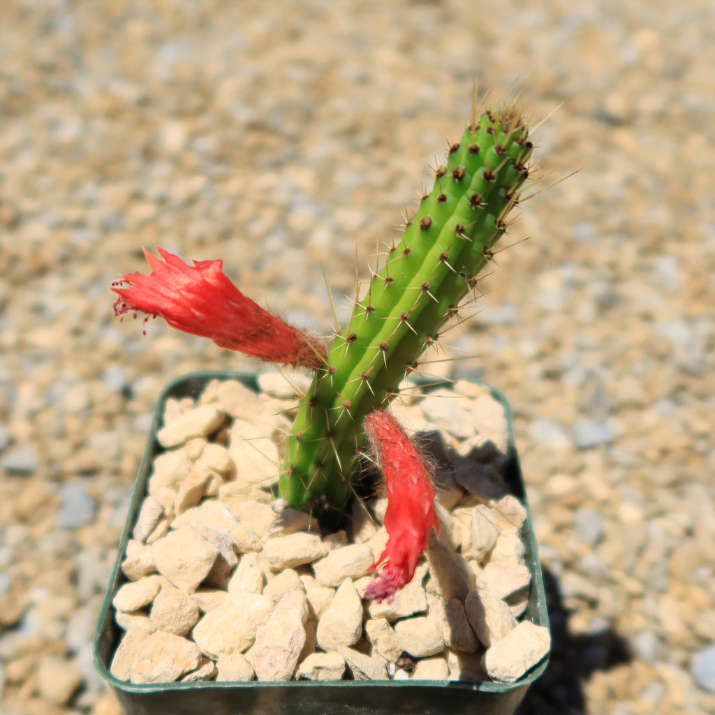 Cleistocactus Samaipatanus