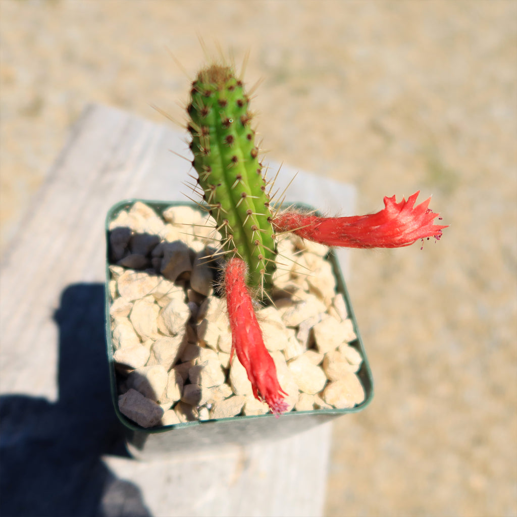 Cleistocactus Samaipatanus