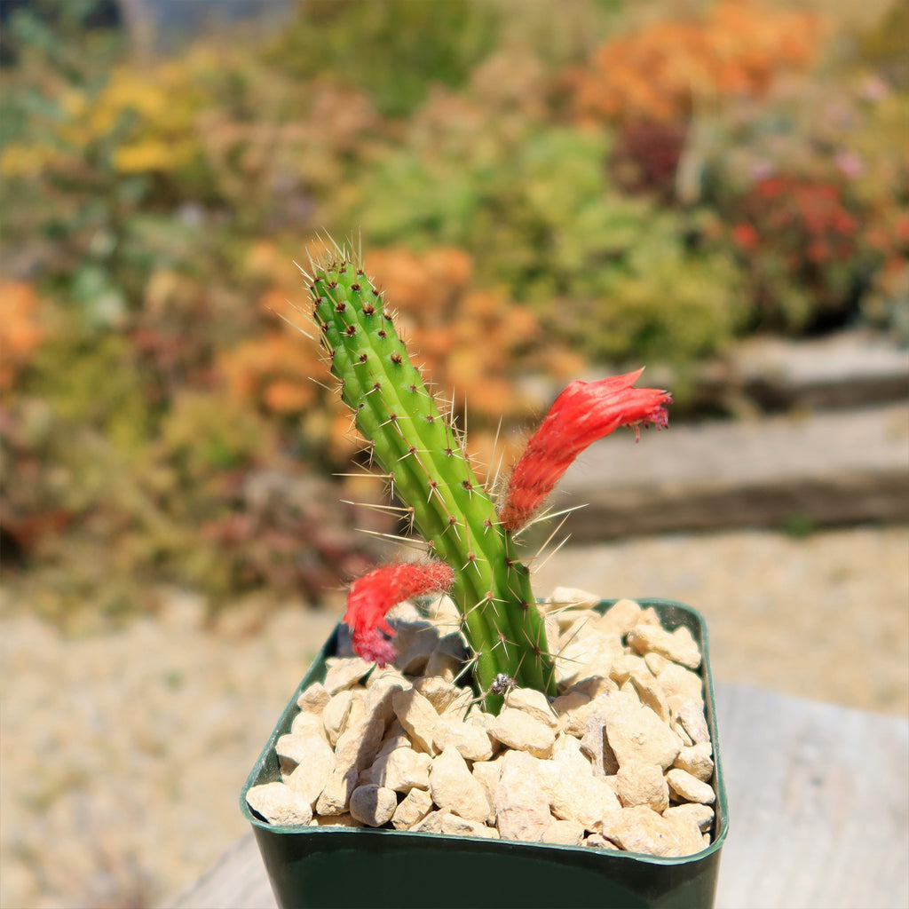 Cleistocactus Samaipatanus