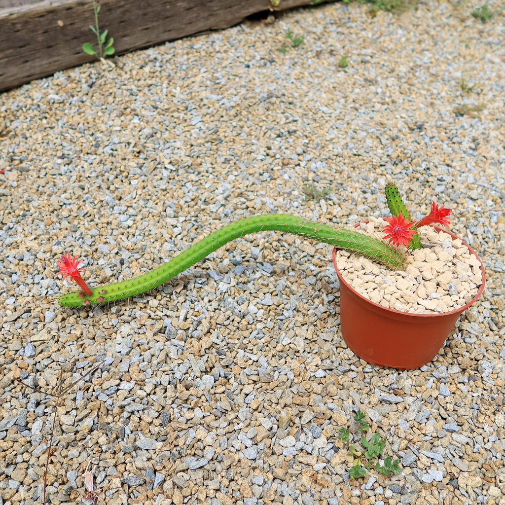 Cleistocactus Samaipatanus