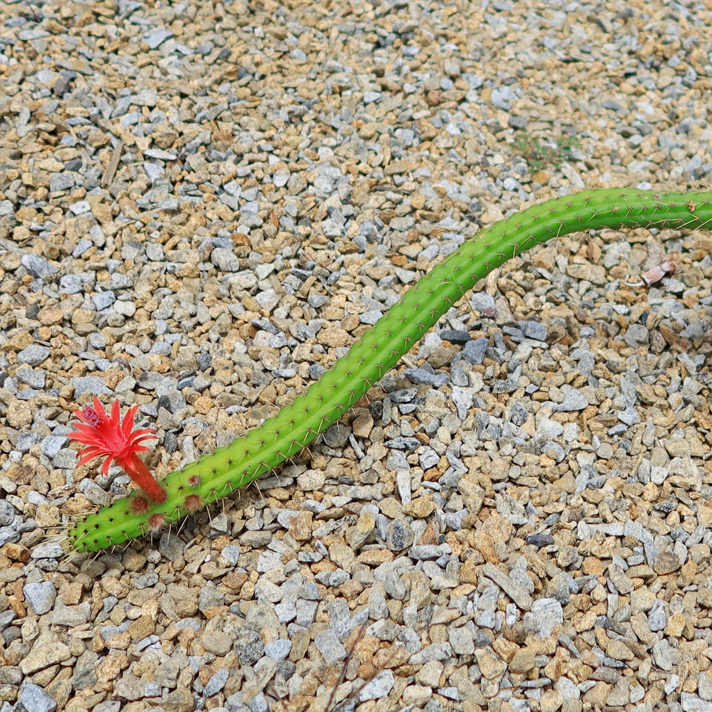 Cleistocactus Samaipatanus
